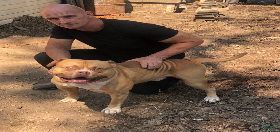 Gallery Image {{count}}