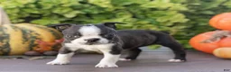 Boston Terrier dogs for sale: Cassie Boston Terrier  - Ad 7