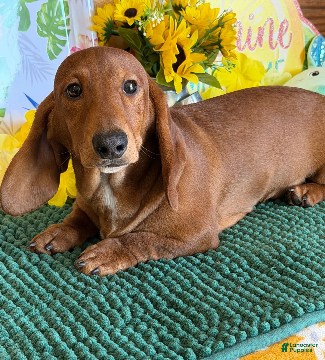 Dachshund dogs for sale: Nate - Ad 3