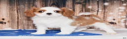 Cavalier King Charles Spaniel dogs for sale: Nacho - Ad 4