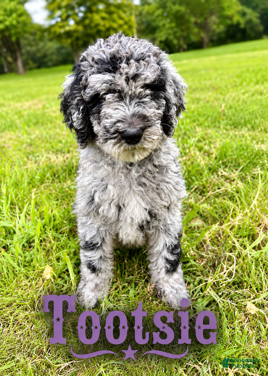 Standard Poodle dogs Tootsie - Ad 1