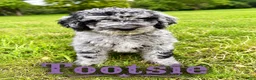 Standard Poodle dogs for sale: Tootsie - Ad 1