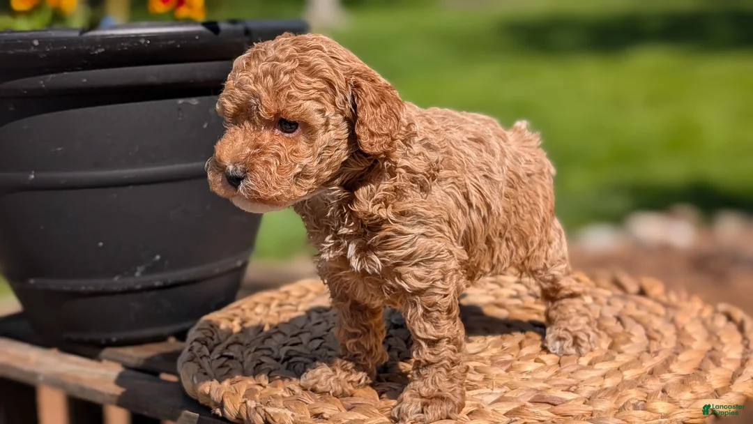Miniature Poodle dogs for sale: Muna - Ad 2