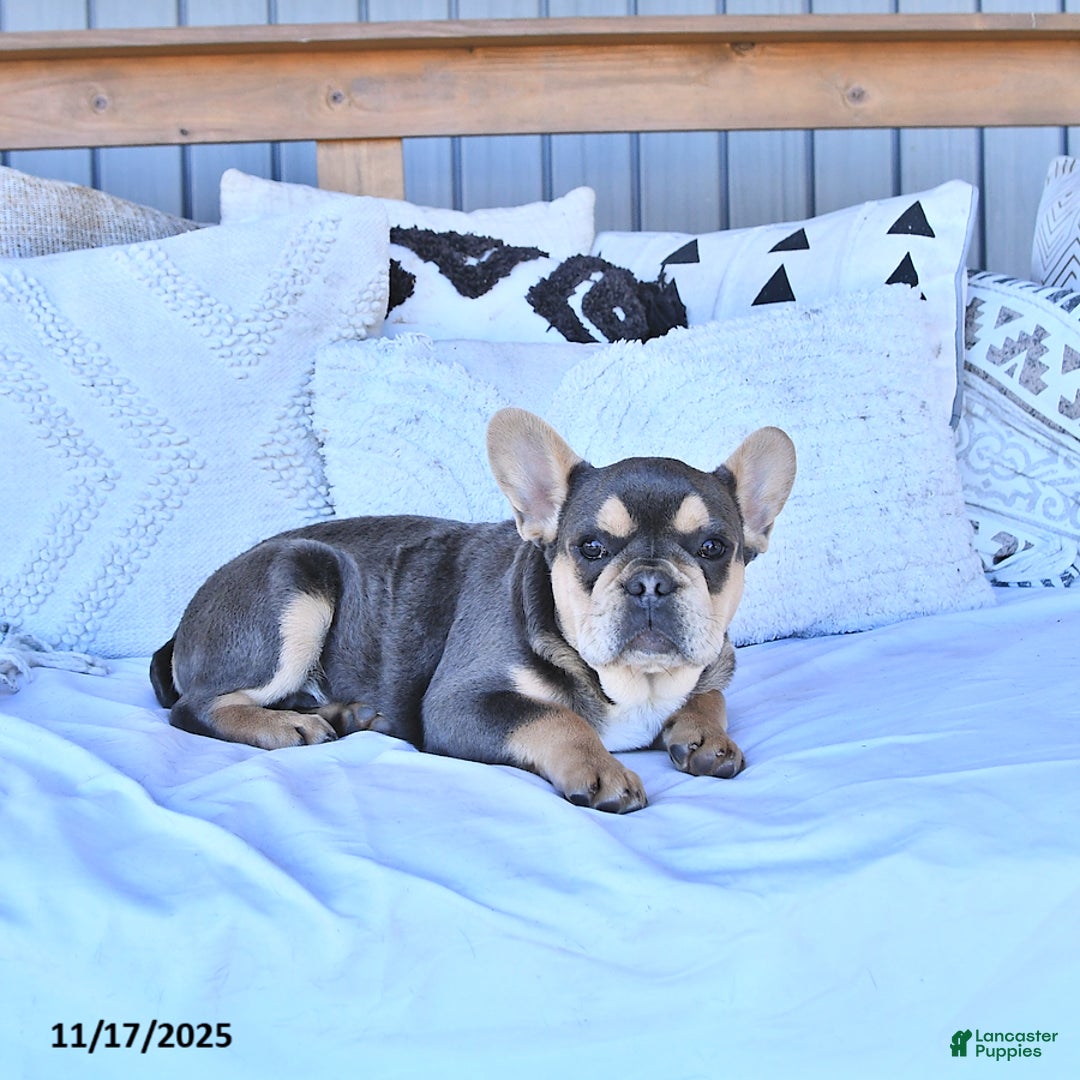 French Bulldog dogs for sale: Archie - Ad 2