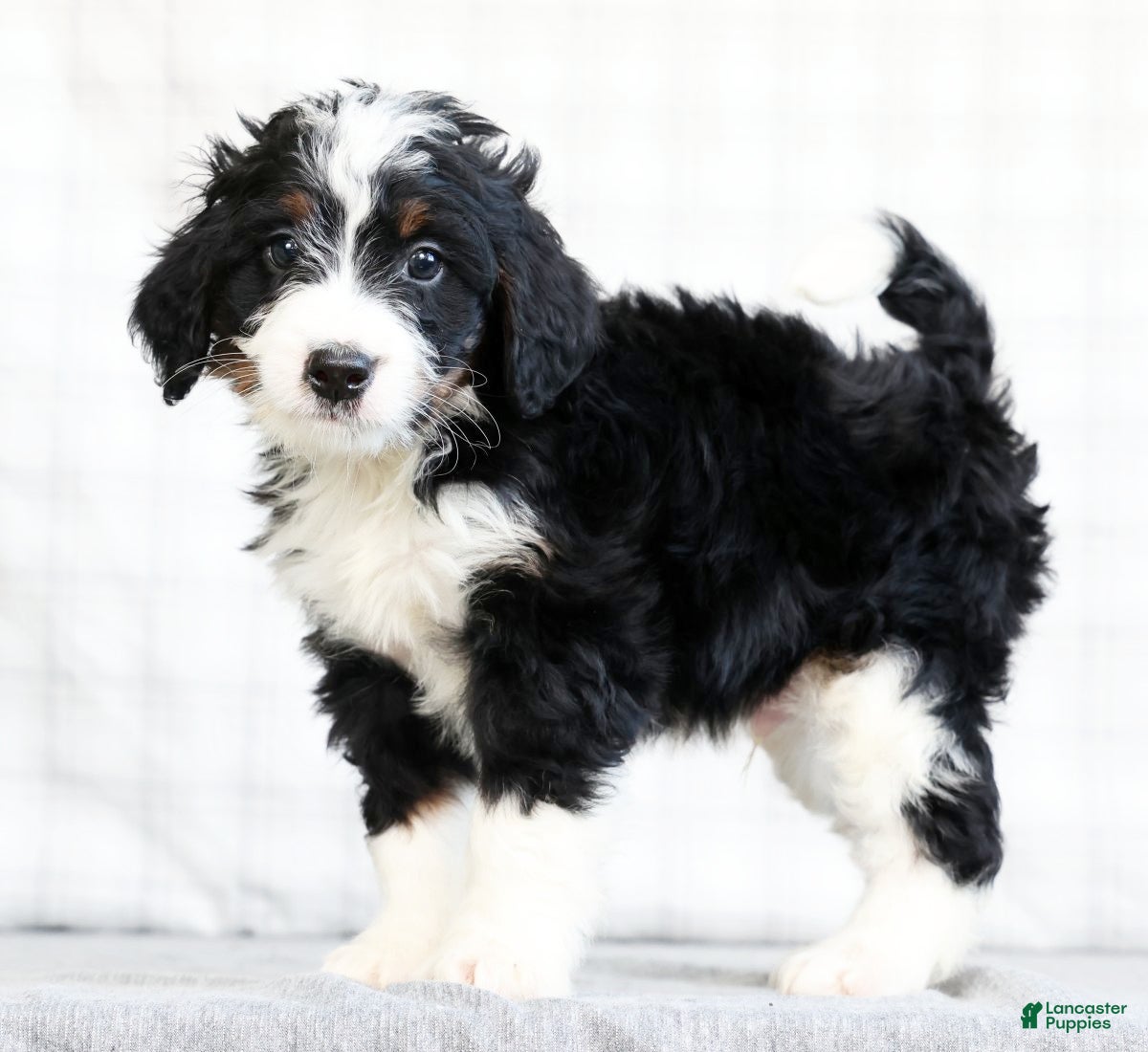 Mini Bernedoodle dogs Jaxson - Ad 1