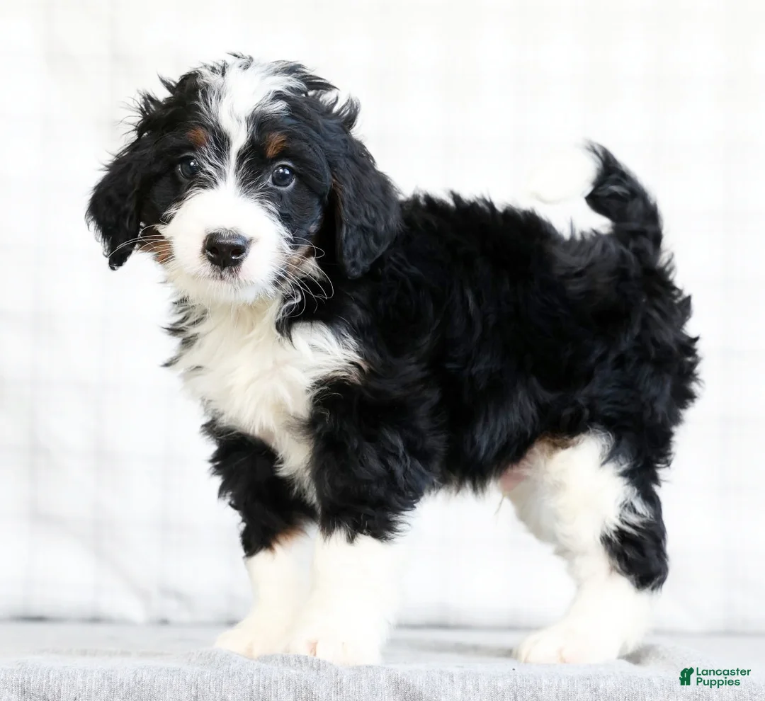 Mini Bernedoodle dogs for sale: Jaxson - Ad 1