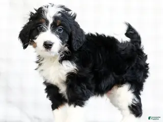 Mini Bernedoodle dogs for sale: Jaxson - Ad 3