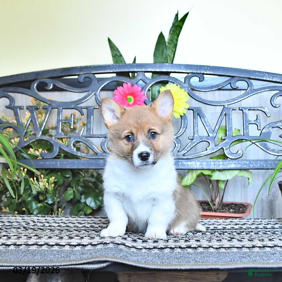 Welsh Corgi Pembroke dogs Sonja - Ad 1