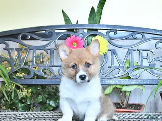 Welsh Corgi Pembroke dogs for sale: Sonja - Ad 4