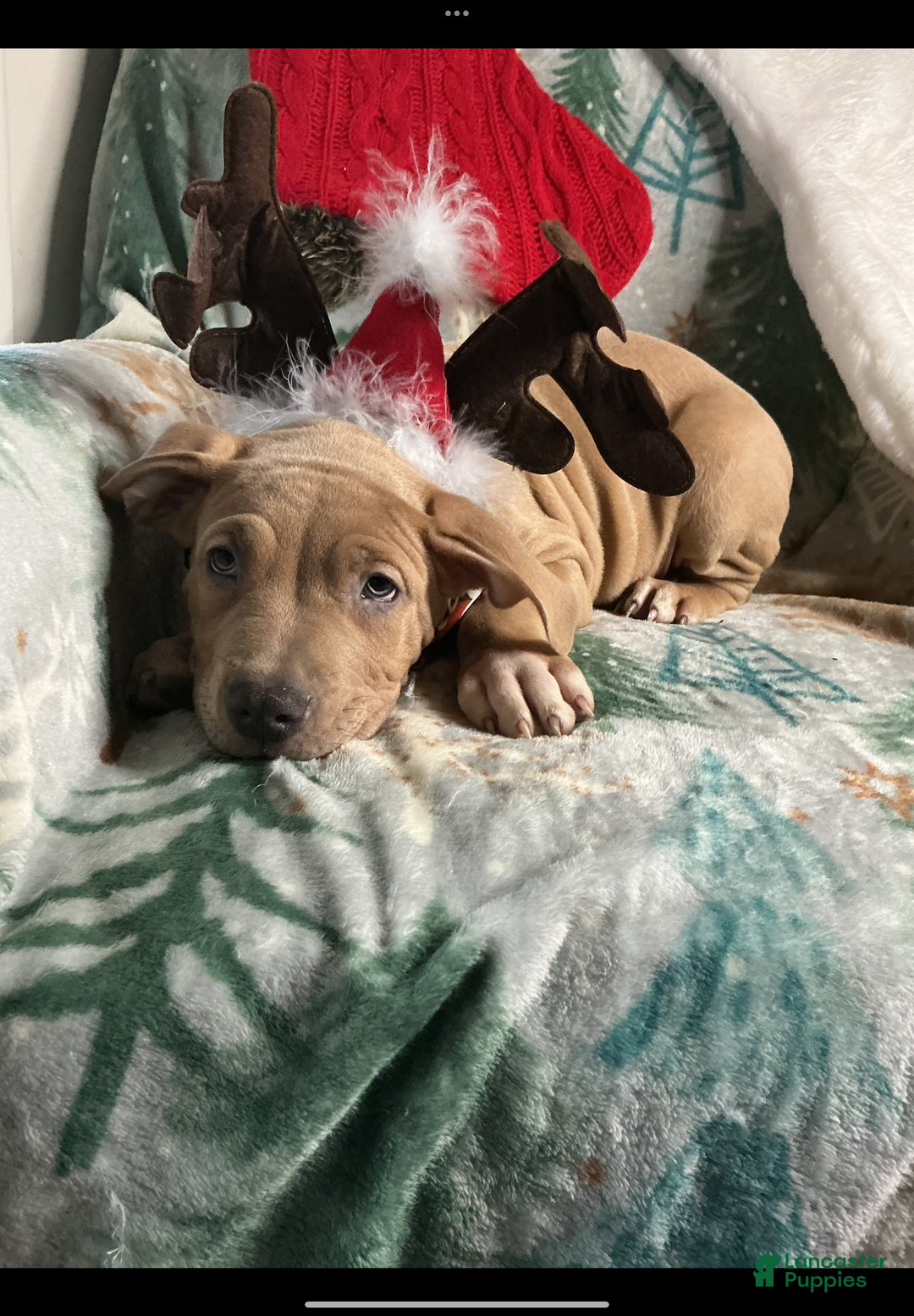 American Bully dogs for sale: Dirty Dan - Ad 2