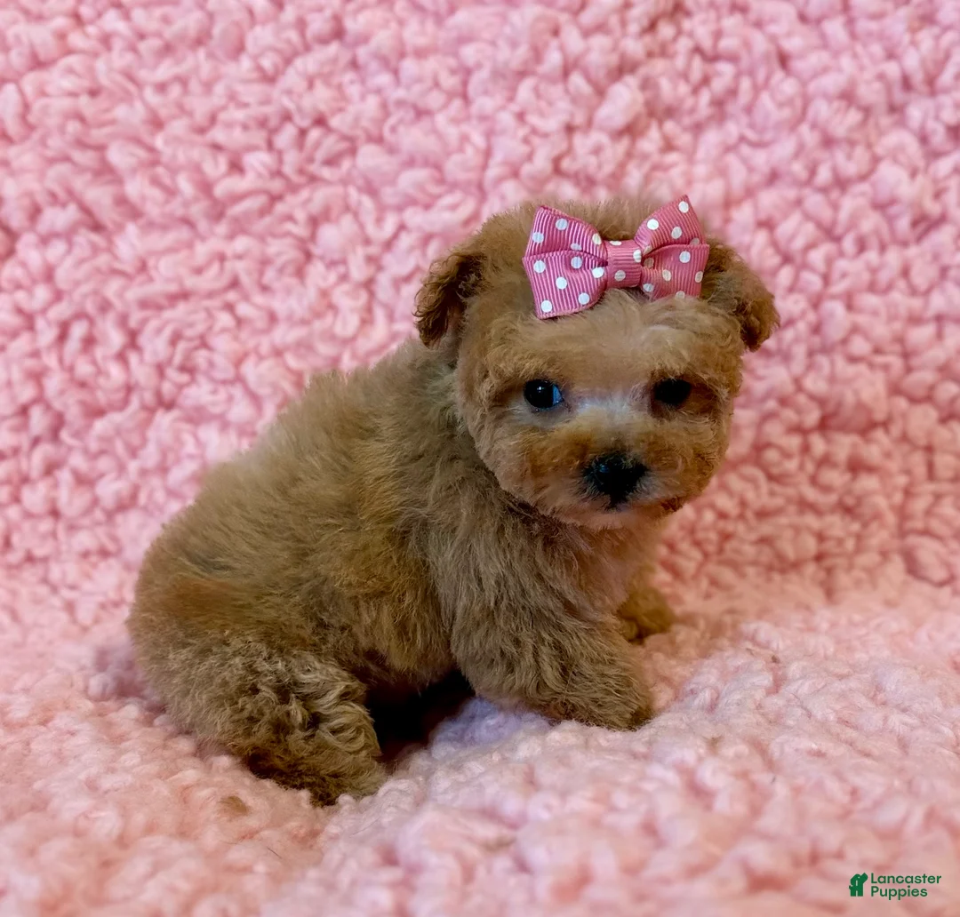 Toy Poodle dogs for sale: Munchkin tiny teacup - Ad 3