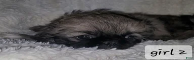 Pekingese 4