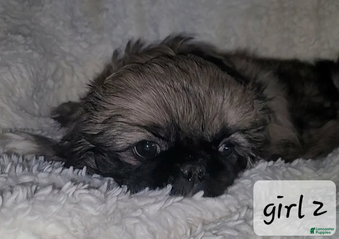 Pekingese dogs for sale: Pekingese 4 - Ad 1