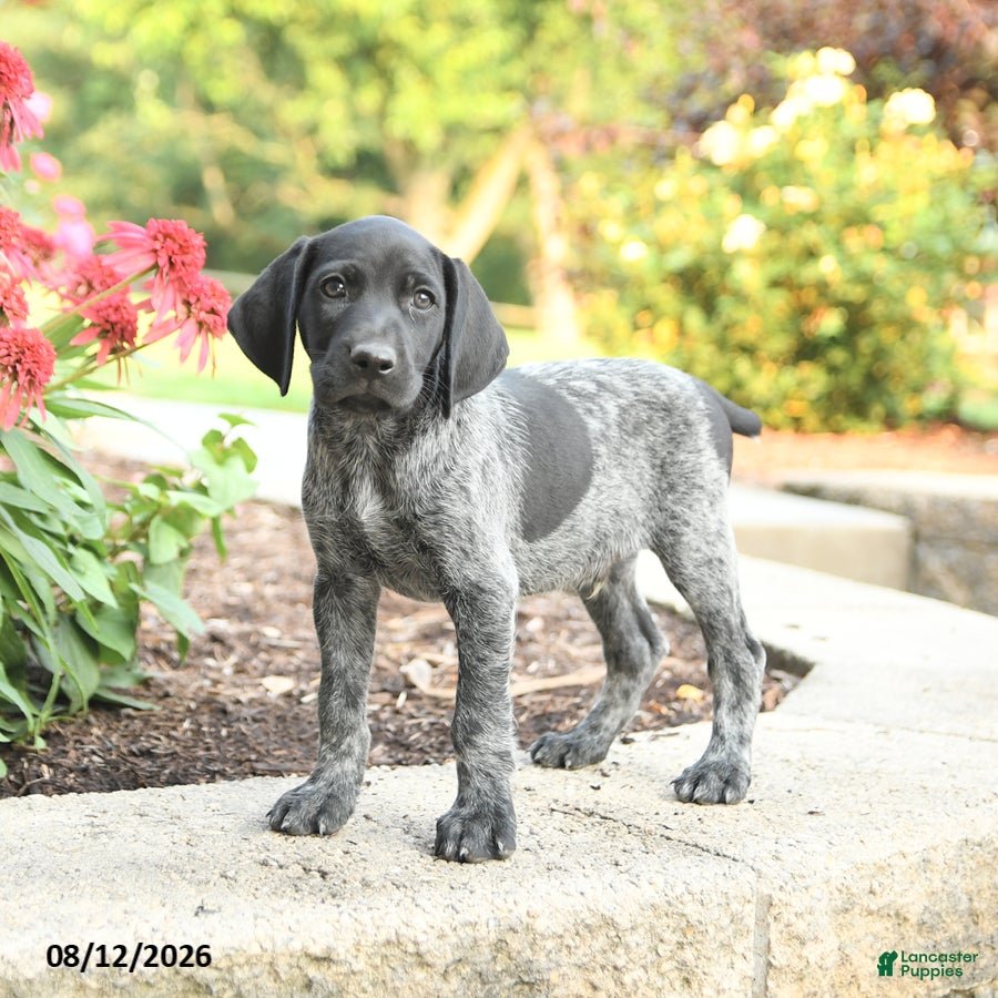 German Shorthaired Pointer dogs Abner - Ad 2