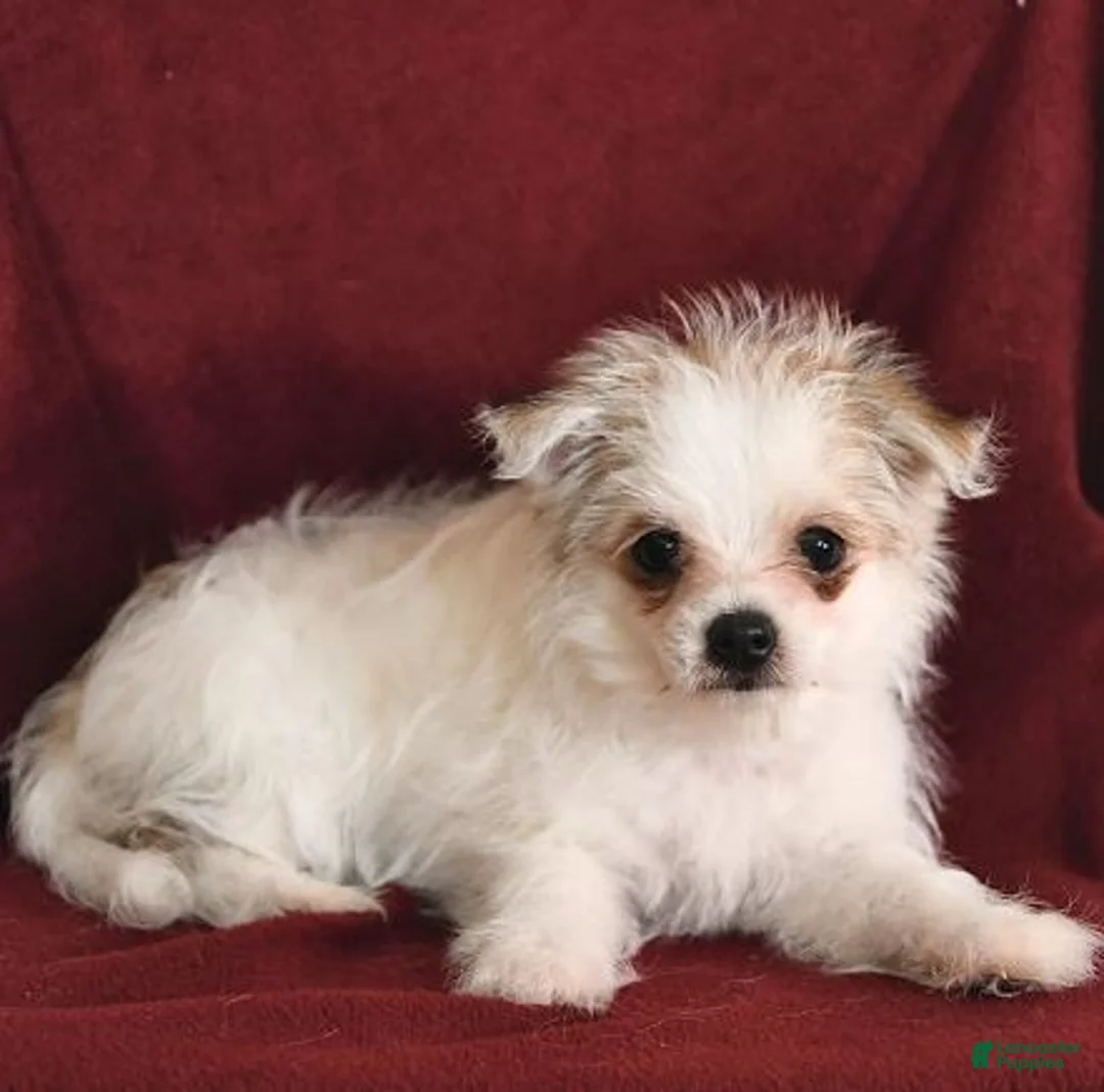 Gallery Image {{count}}