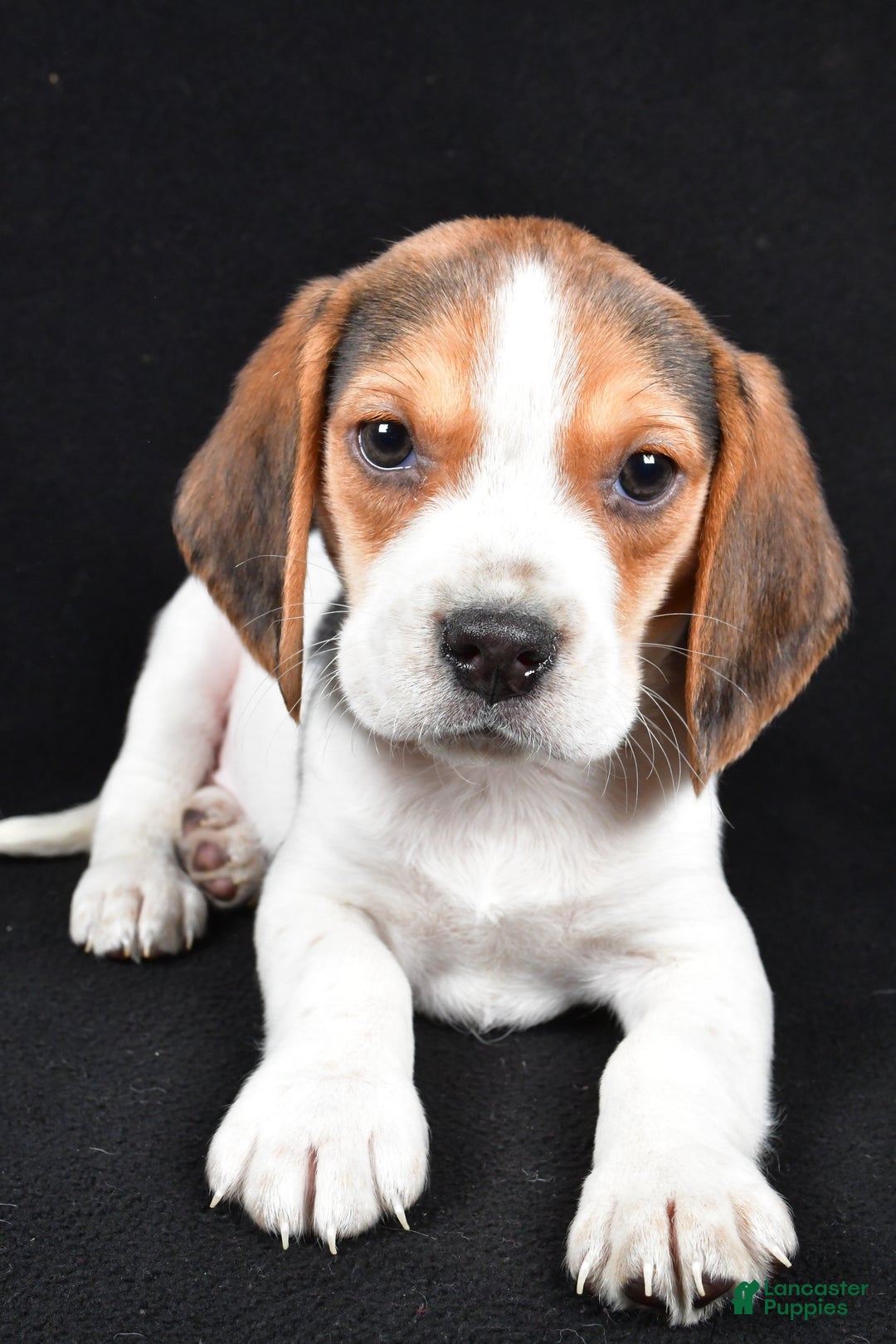 Beagle dogs for sale: Alex - Ad 4