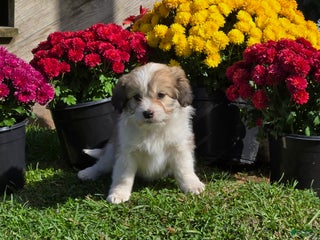 Mixed Breed dogs - Ad 31