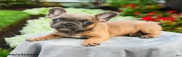 French Bulldog dogs for sale: Alden - Ad 3