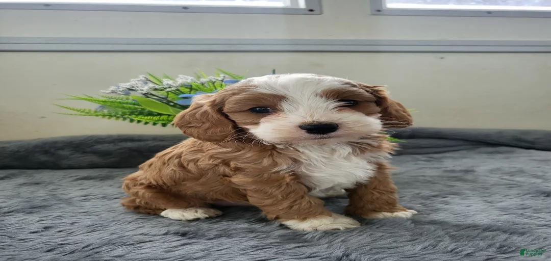 Gallery Image {{count}}