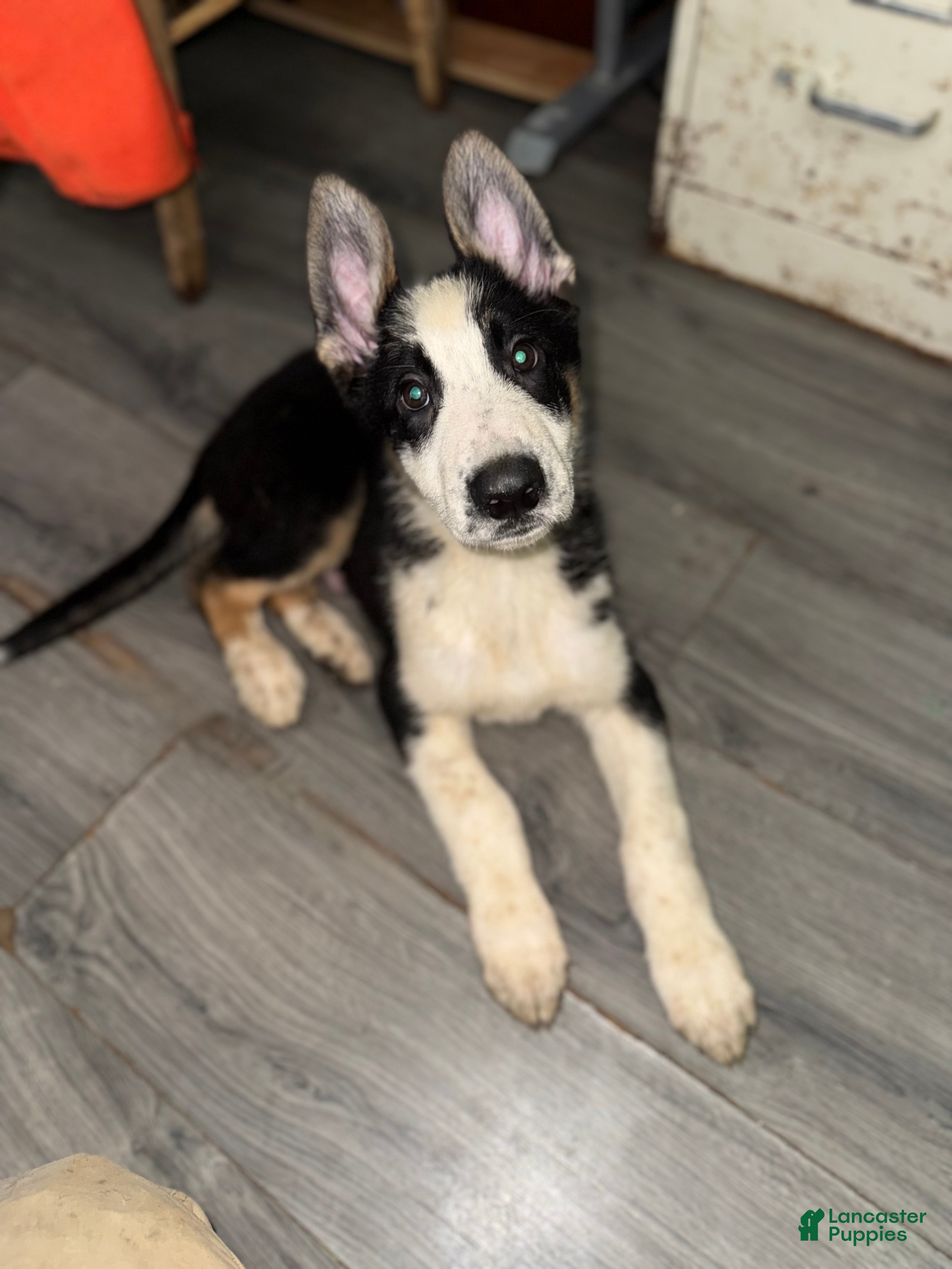 German Shepherd dogs Rudolph  - Ad 1