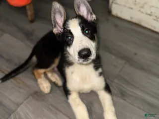 German Shepherd dogs for sale: Rudolph - Ad 1