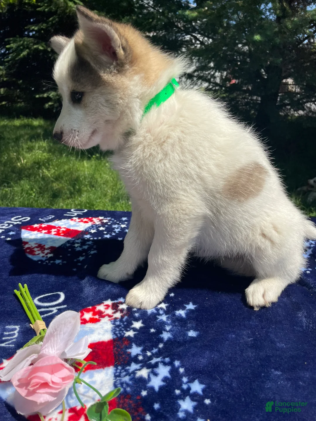 Pomsky dogs for sale: Dustin - Ad 2