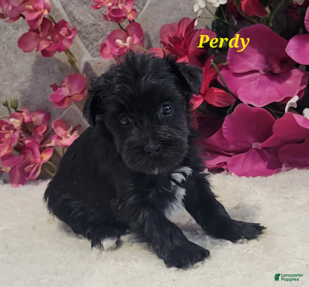 Morkie dogs for sale: Perdy - Ad 2