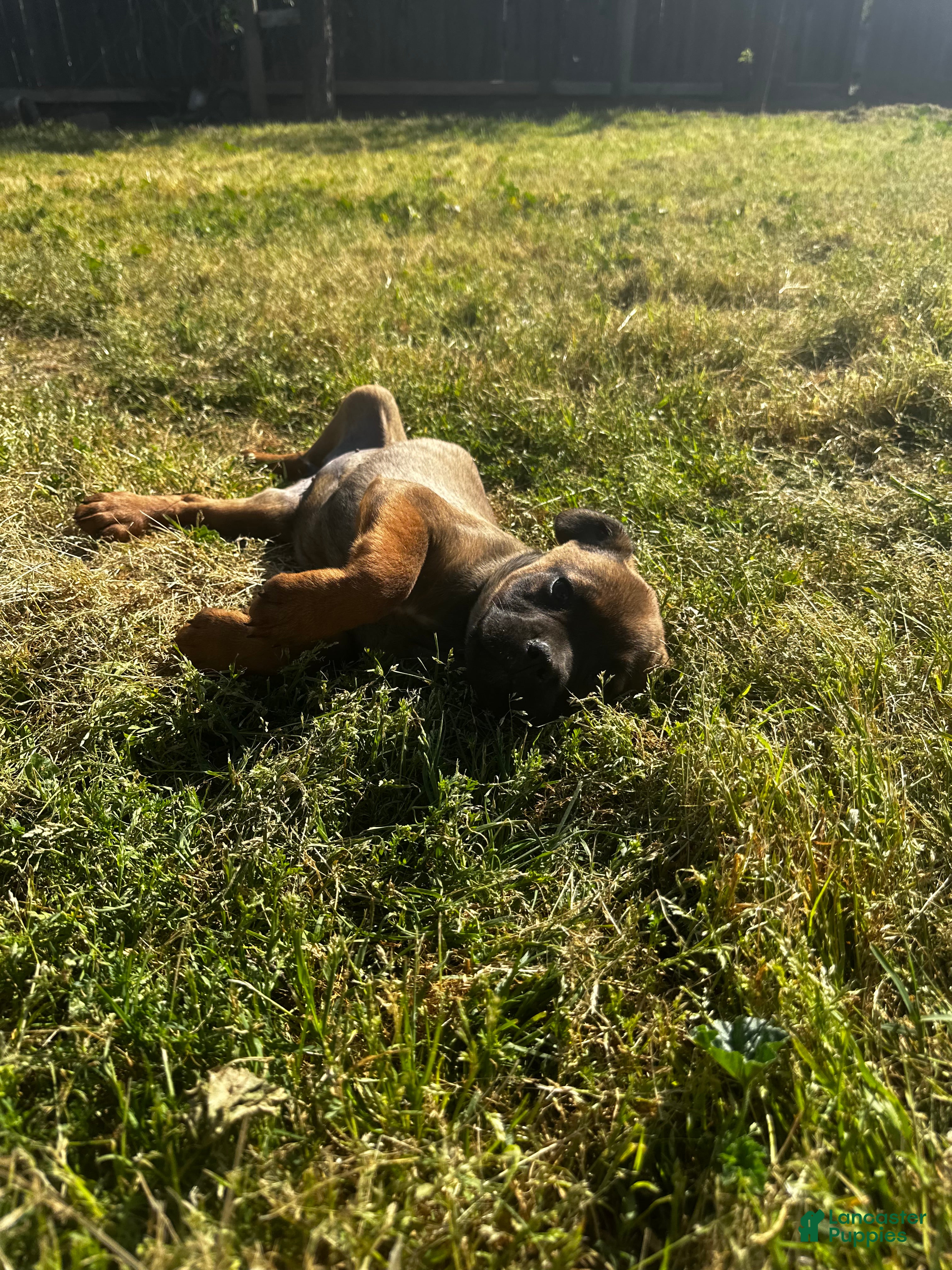 Mixed Breed dogs Mixed Breed Puppy 2 - Ad 31