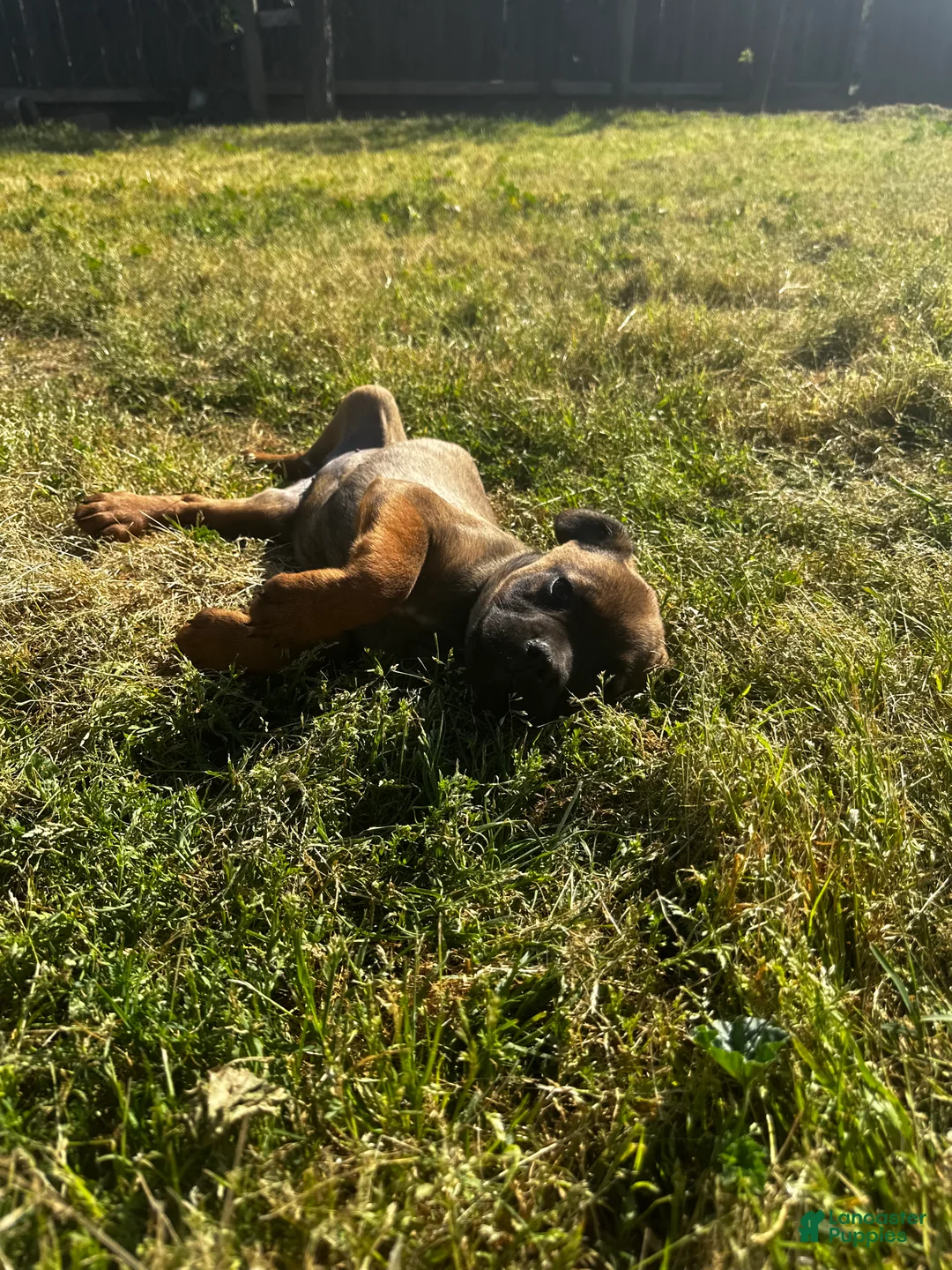 Mixed Breed dogs for sale: Mixed Breed Puppy 2 - Ad 1