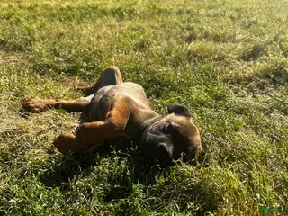 Mixed Breed dogs Mixed Breed Puppy 2 - Ad 31