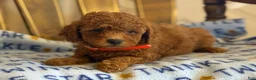 Cavapoo dogs for sale: Curly Carrie - Ad 3