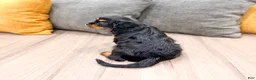 Cavalier King Charles Spaniel dogs for sale: Daisy - Ad 5