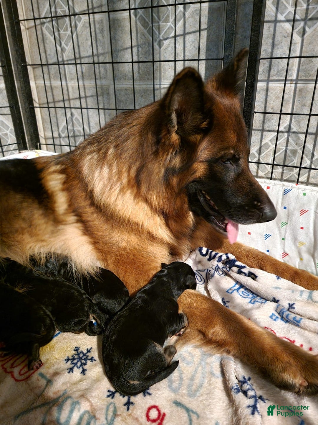 Gallery Image {{count}}