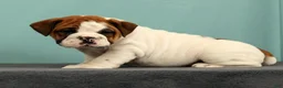 English Bulldog dogs for sale: Jasper - Ad 9