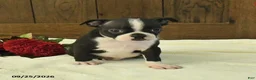 Boston Terrier dogs for sale: Tulip - Ad 4