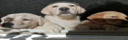 Labrador Retriever dogs for sale: Labrador Retriever 2 - Ad 7