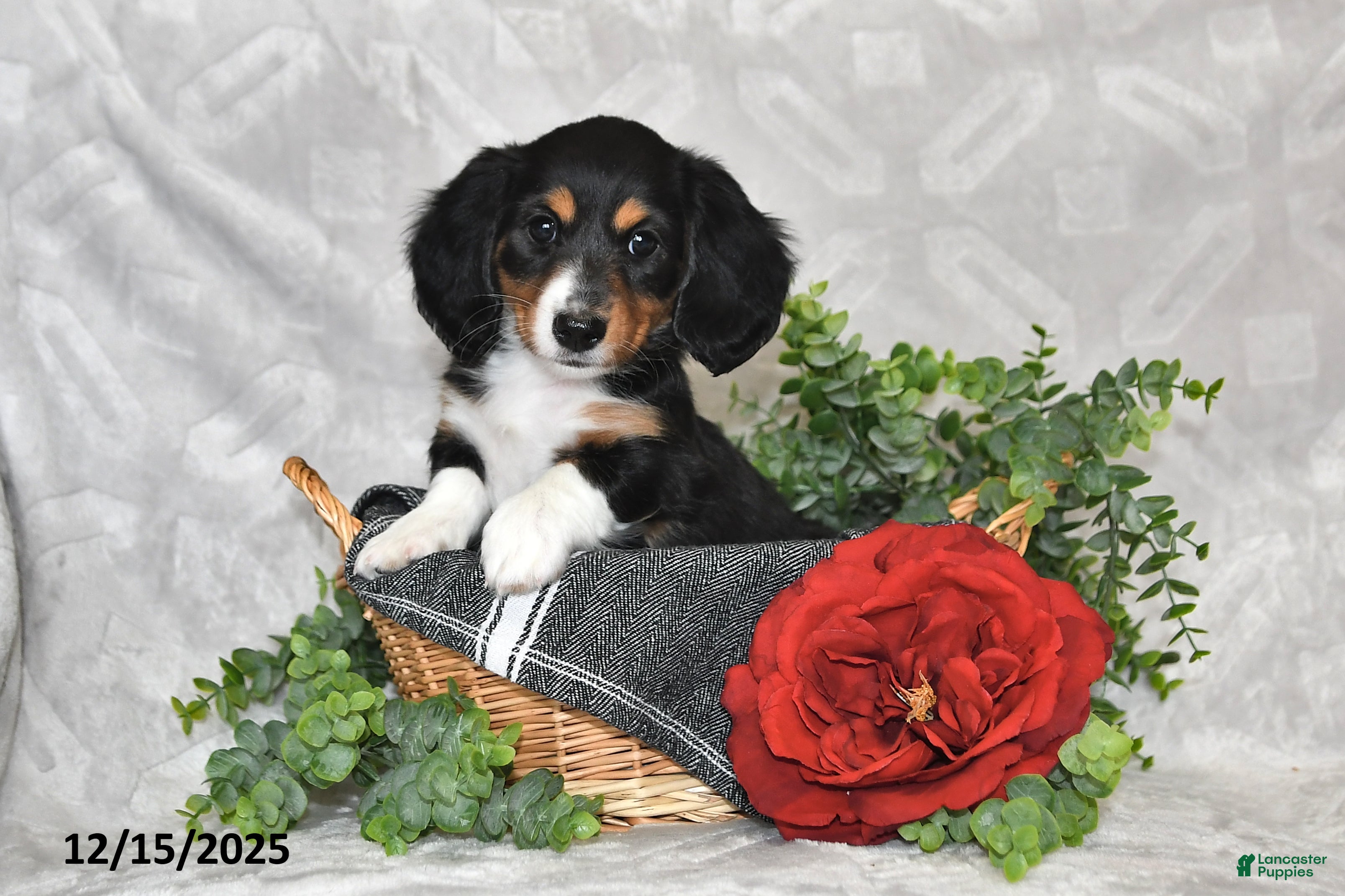 Dachshund dogs Ember - Ad 12