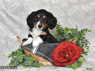 Dachshund dogs Ember - Ad 12