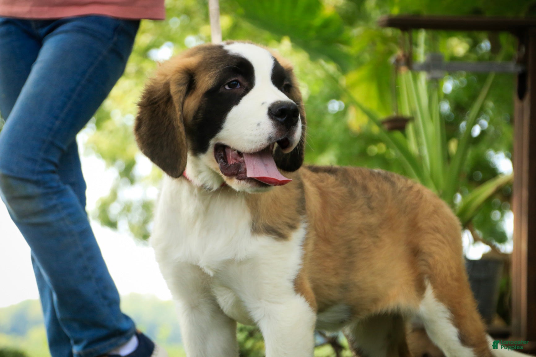 Saint Bernard dogs Wendeline Saint Bernard  - Ad 1