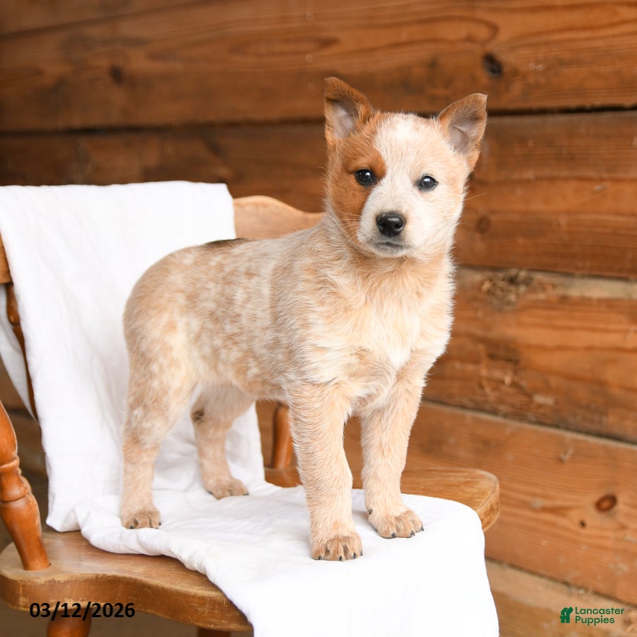 Australian Cattle Dog dogs Honey - Ad 1