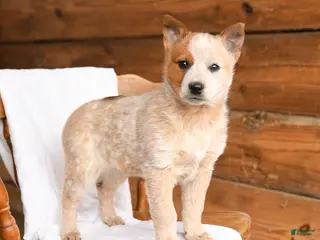 Australian Cattle Dog dogs for sale: Honey - Ad 3