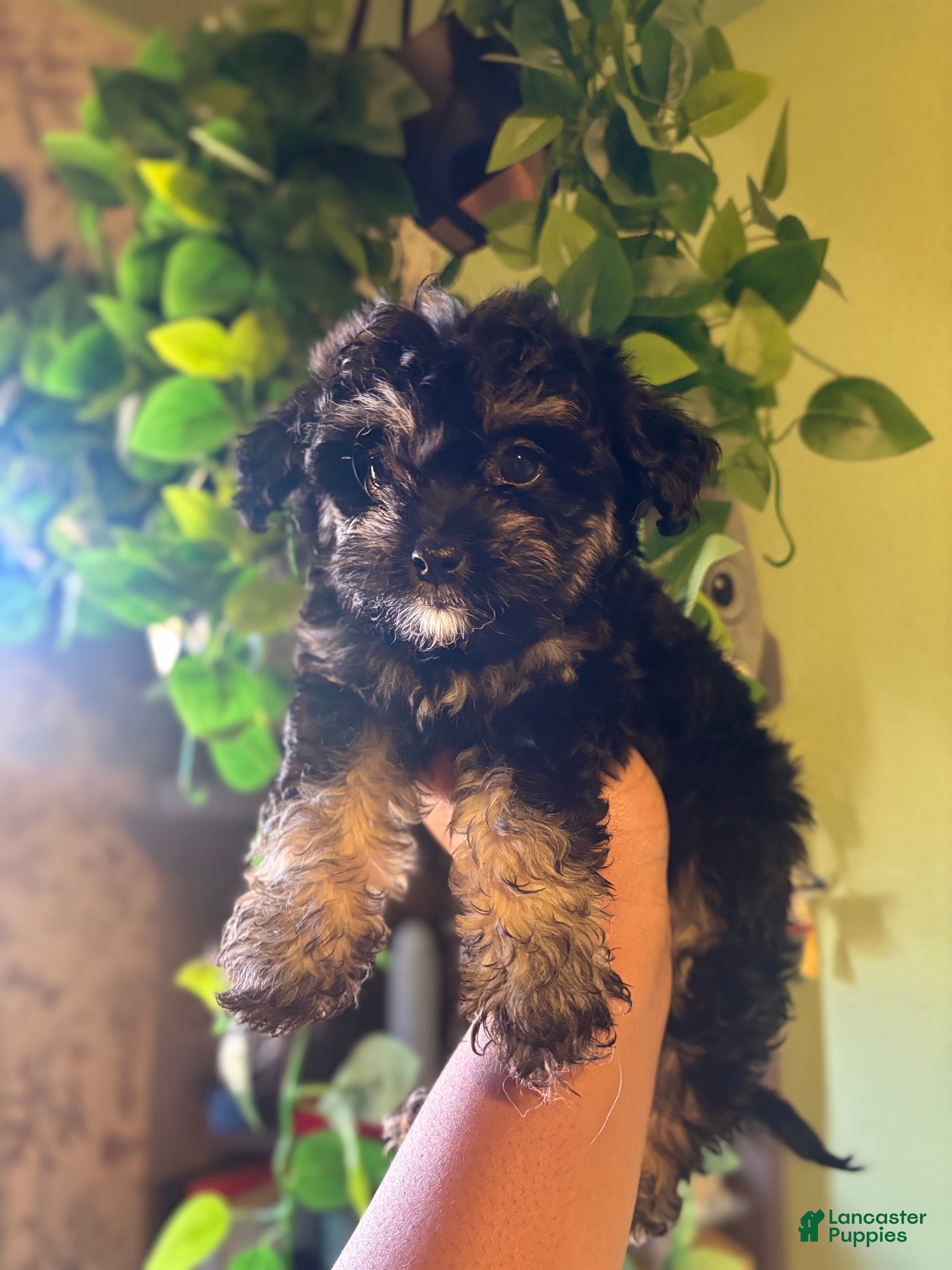 Yorkiepoo dogs Pixie  - Ad 2