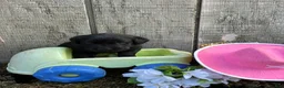 Labrador Retriever dogs for sale: Labrador Retriever 7 - Ad 1