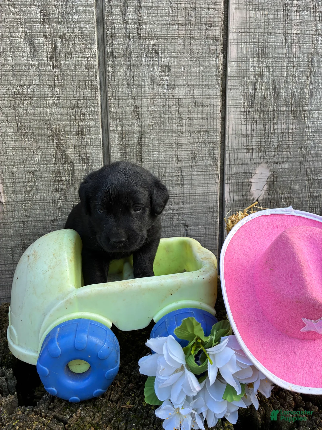 Labrador Retriever dogs for sale: Labrador Retriever 7 - Ad 1
