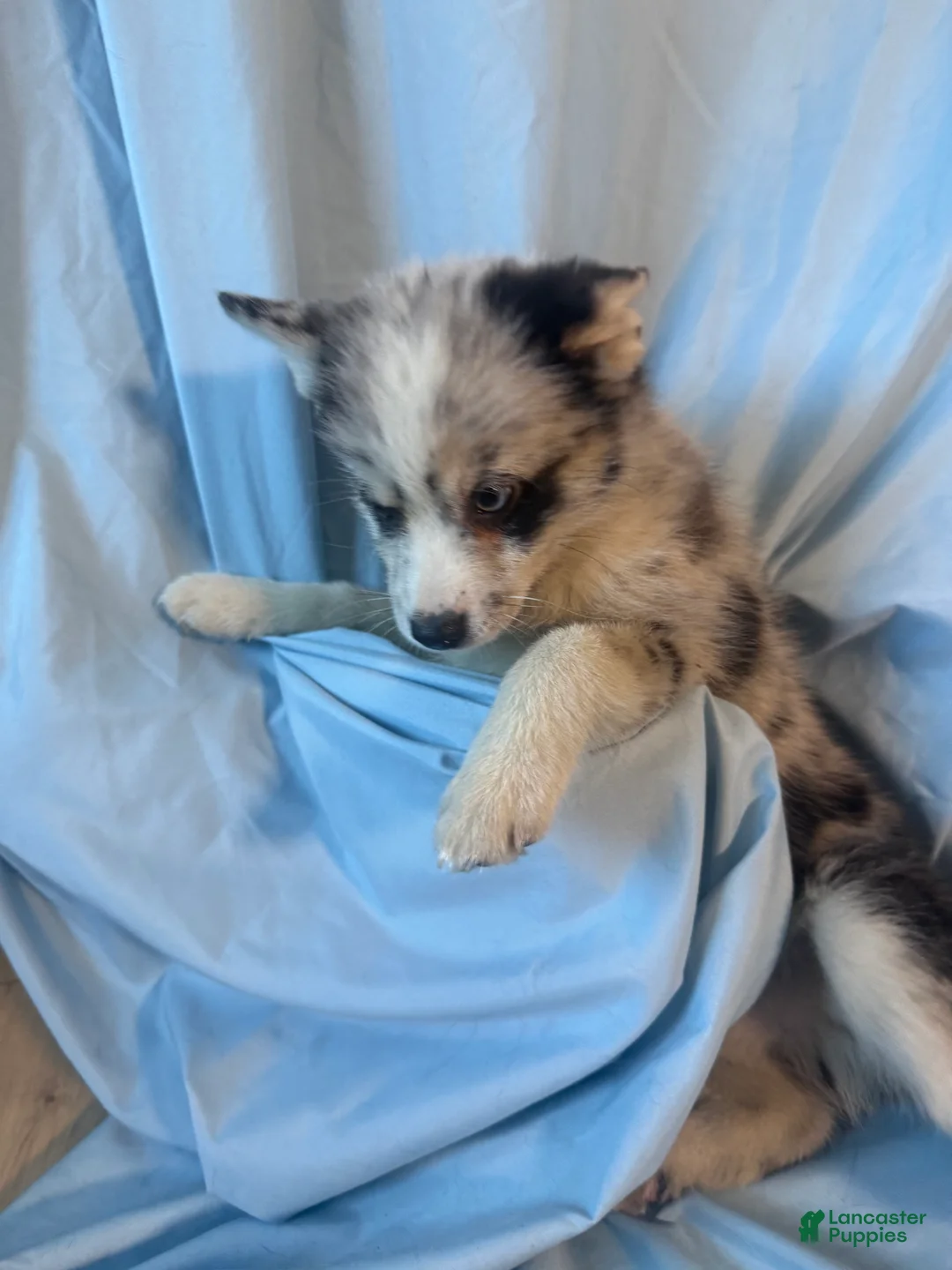 Mixed Breed dogs for sale: Beau - Merle Boy  - Ad 4