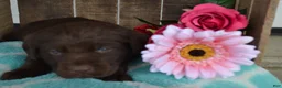 Labrador Retriever dogs for sale: Lynsey - Ad 3