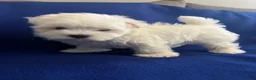 Maltese dogs for sale: Rocky - Ad 20