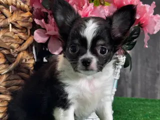 Chihuahua dogs Fendi - Ad 37
