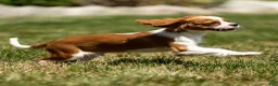 Cavalier King Charles Spaniel dogs for sale: Arlan Cavalier King Charles Spaniel Puppy  - Ad 4