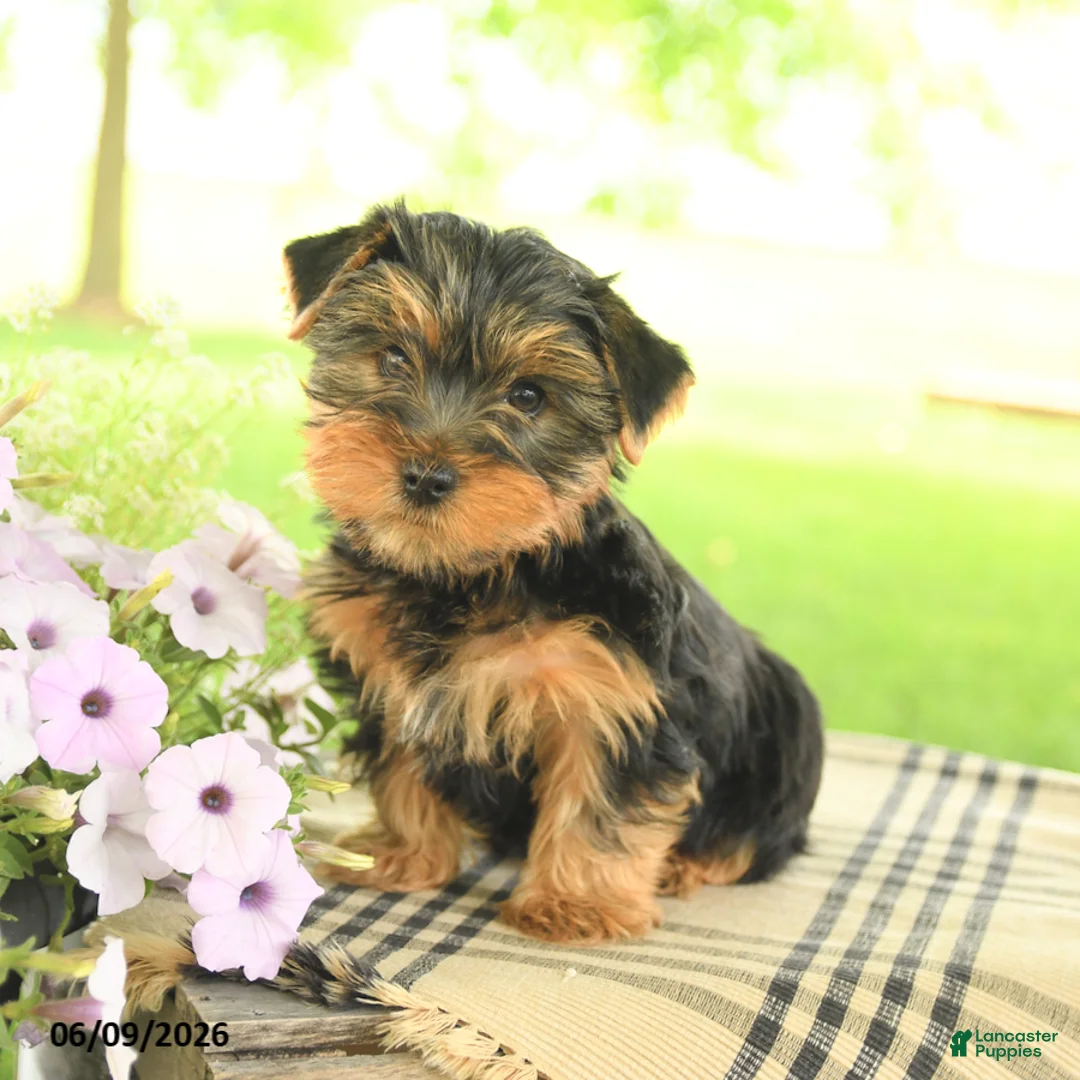 Yorkshire Terrier dogs for sale: Charlie - Ad 5